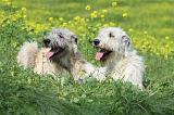 IRISH WOLFHOUND 213